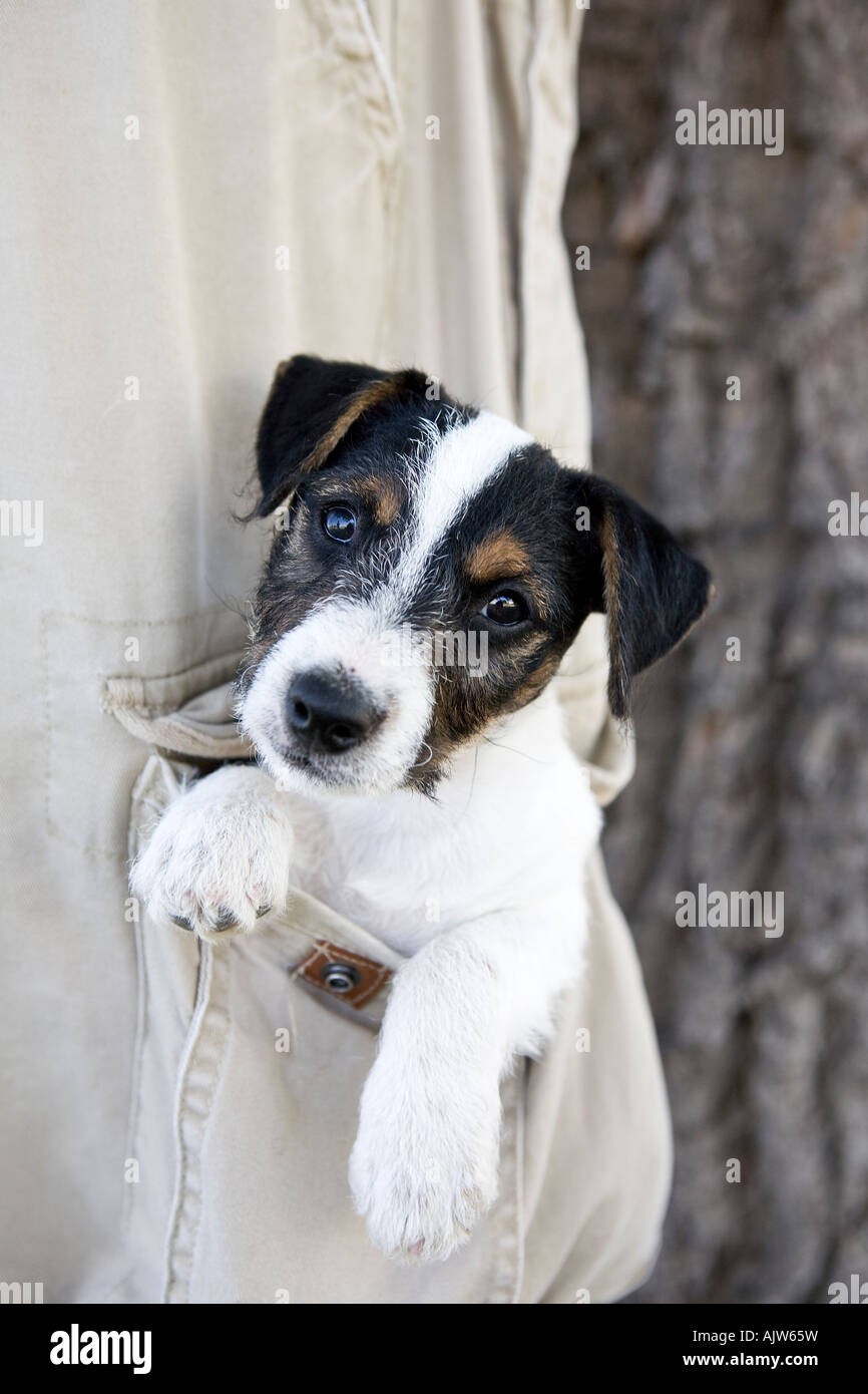 russell terrier black and white