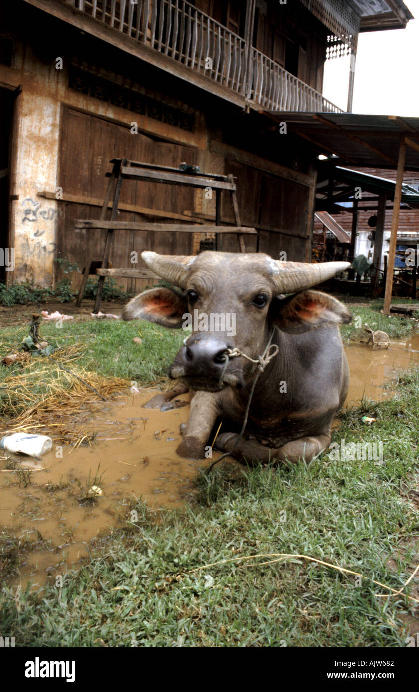 A water buffalo enjoys the storm drain outside its owner s home in Champasak southern Laos Stock Photo