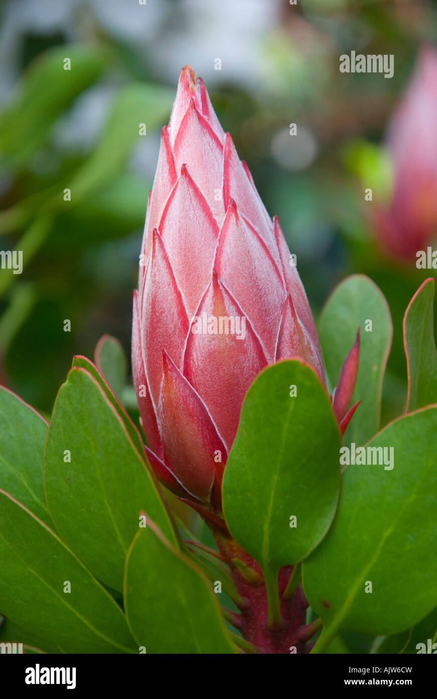 A protea flower variety Little Prince Stock Photo