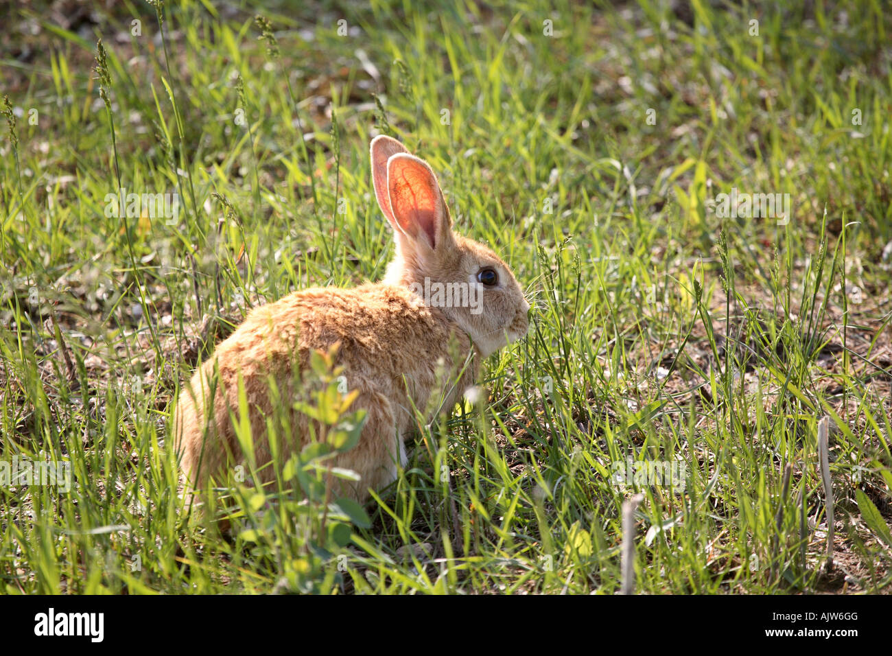 Little bunny rabbit on a Saskatchewan farm Stock Photo Alamy