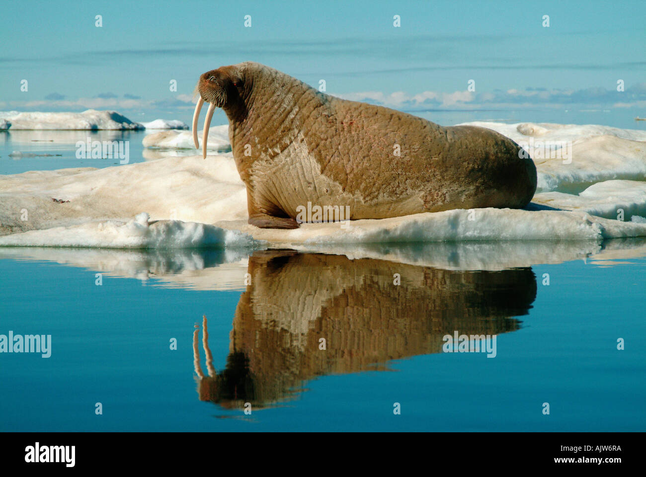 морж в арктике. усть морж архангельская область. шпицберген лежбище моржей. морж маленький. усть морж архангельская область.