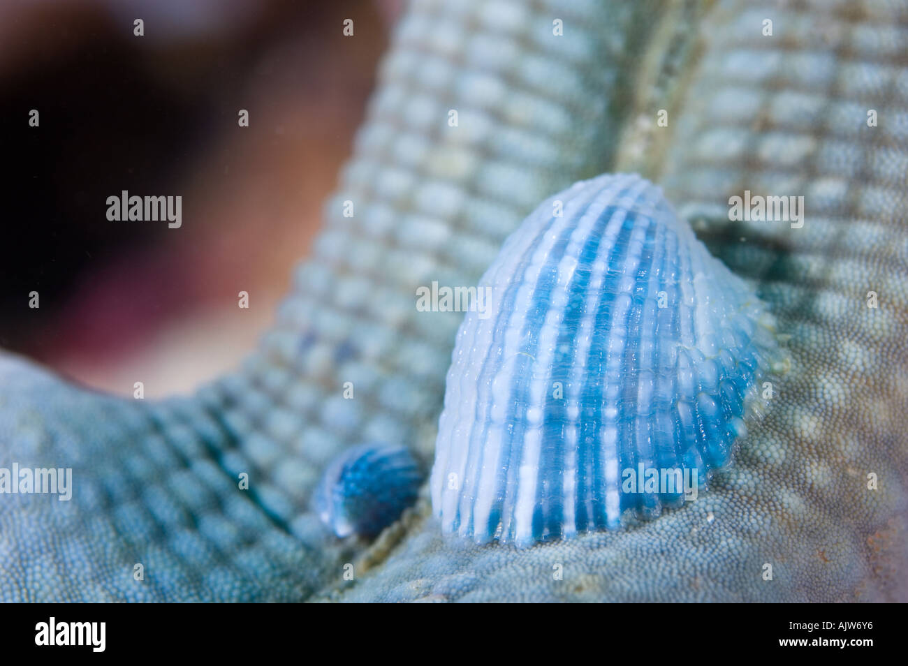 Molluscs Thyca crystallina on a blue starfish Linckia laevigata Anilao Batangas Philippines Pacific Ocean Stock Photo