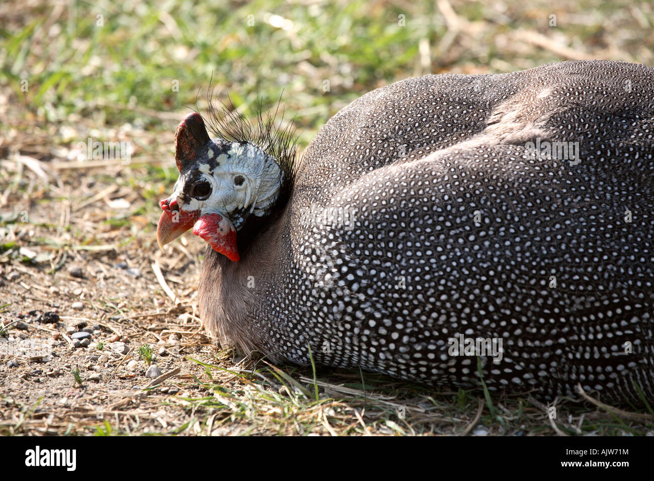 Guinea Hen on a Saskatchewan Farm Stock Photo Alamy