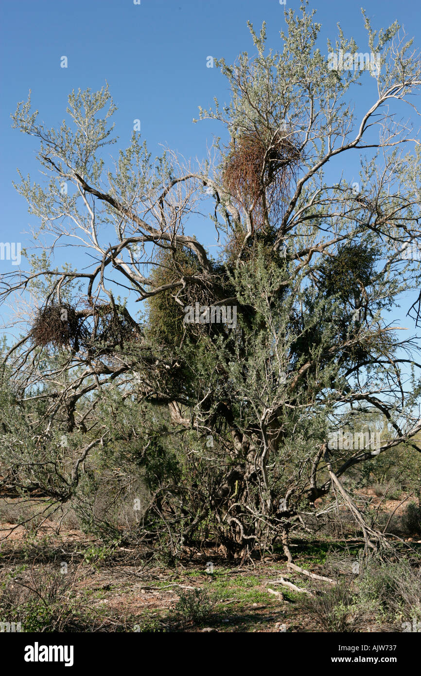 A tree covered with clumps of mistletoe a parasite Mistletoe can eventually kill its host Stock Photo