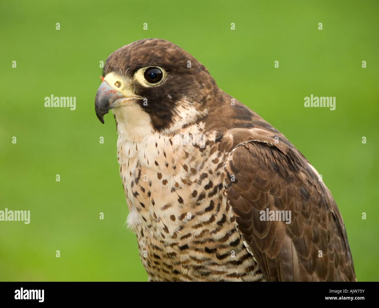 Wildbird outlet peregrine sling