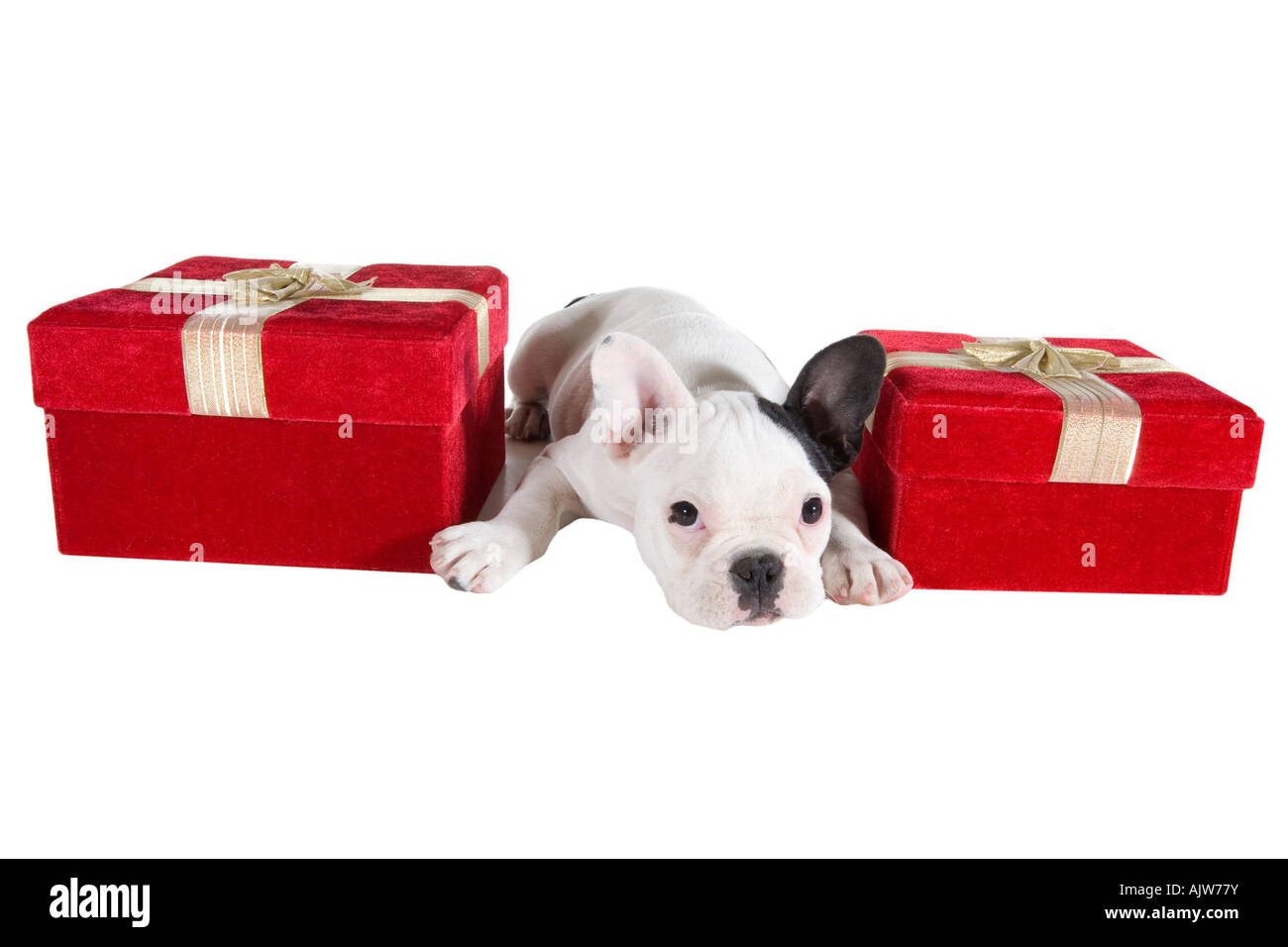 French bulldog puppy lying down between two red velvet gift boxes ...