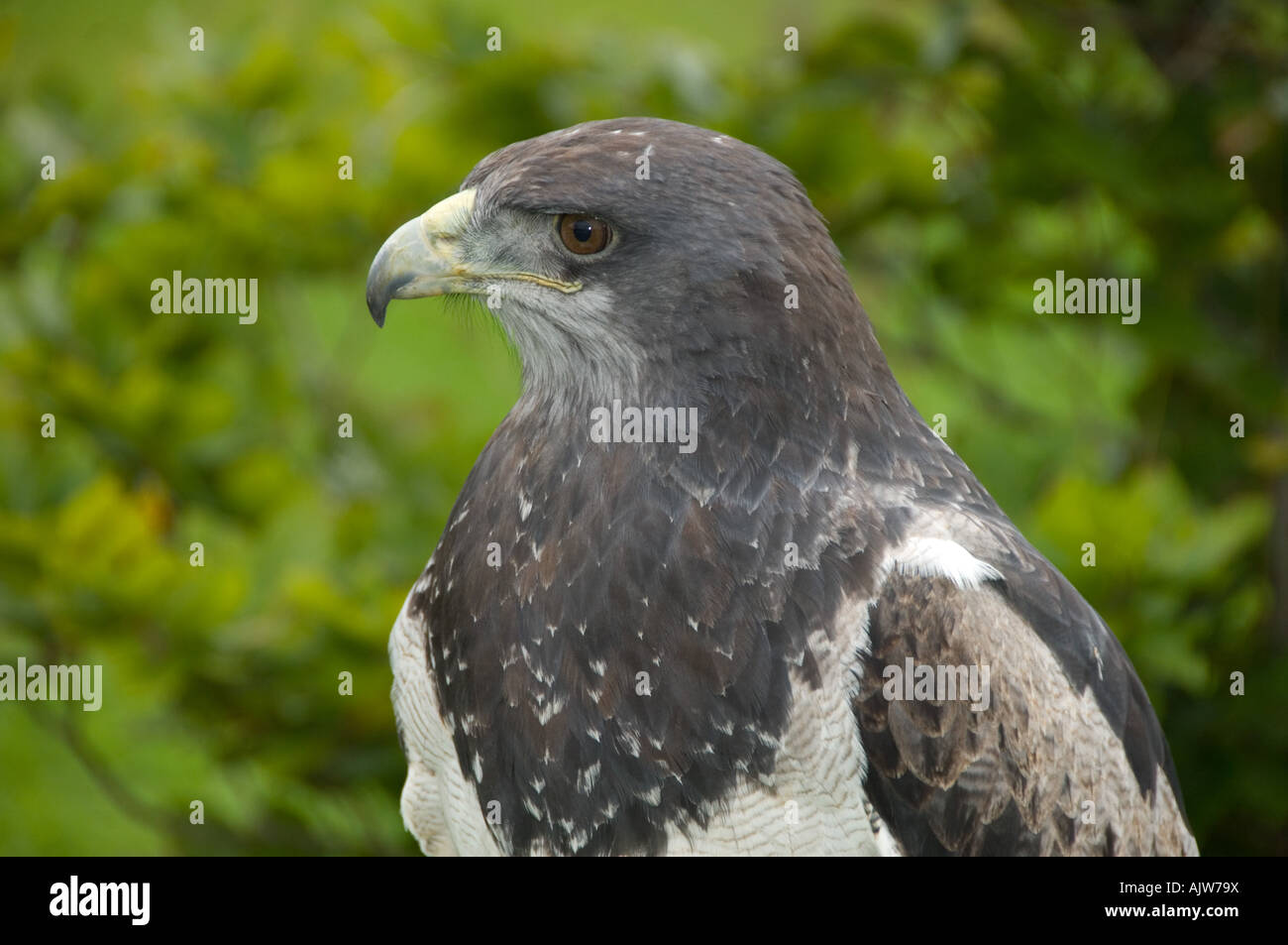 Black-chested Buzzard-eagle Geranoaetus melanoleucus Stock Photo - Alamy