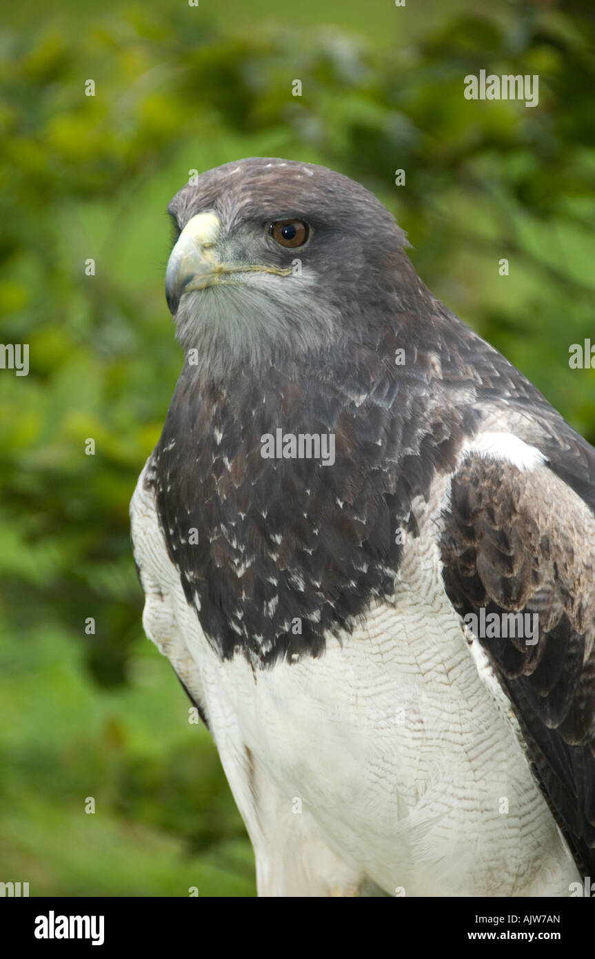 Blackchested Buzzardeagle Geranoaetus melanoleucus Stock Photo Alamy