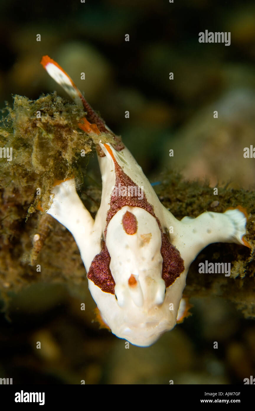 Clown anglerfish or frogfish Antennarius maculatus Basura dive site Anilao Batangas Luzon Philippines Pacific Ocean Stock Photo