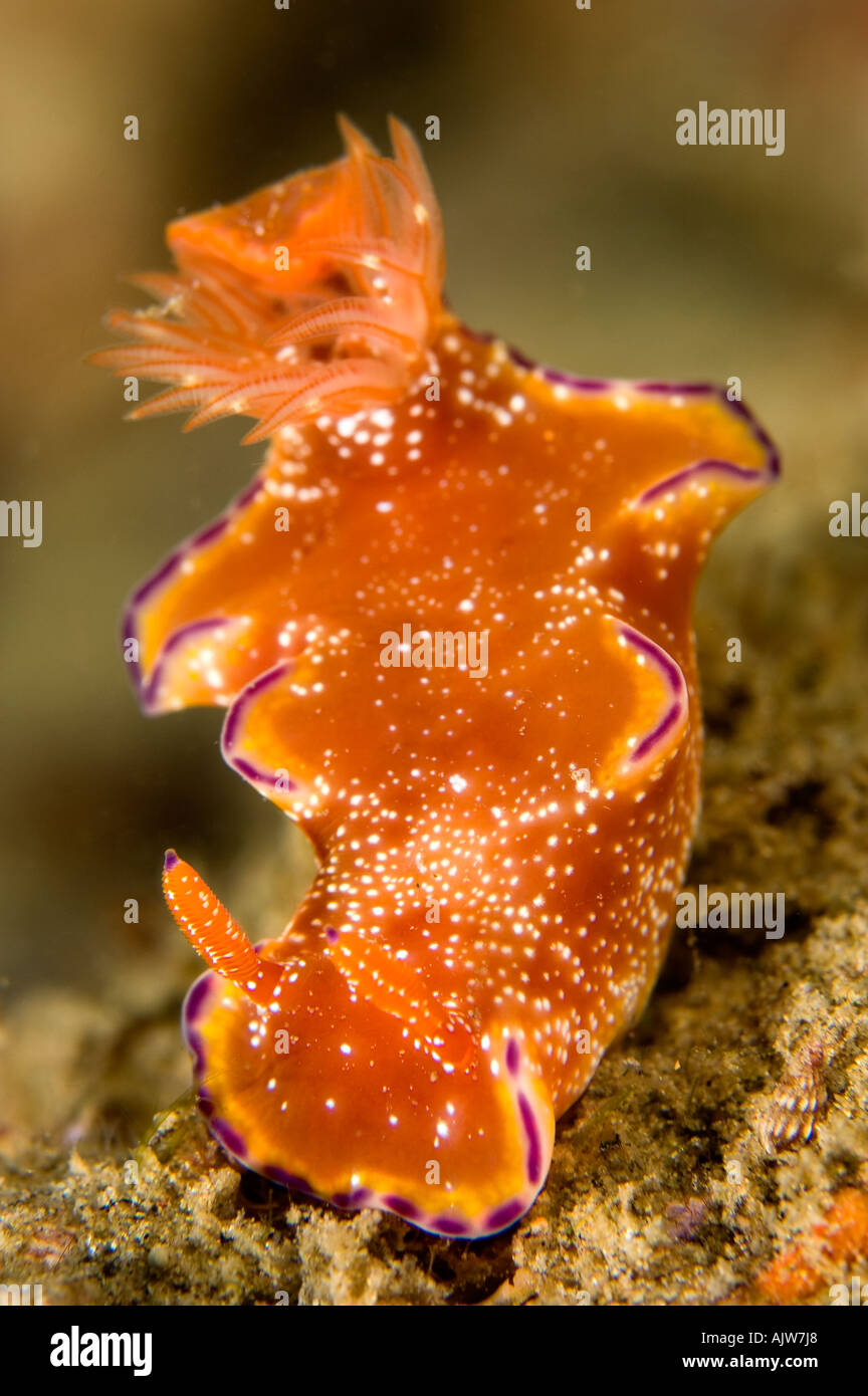 Nudibranch Ceratosoma tenue Basura dive site Anilao Batangas Luzon Philippines Pacific Ocean Stock Photo