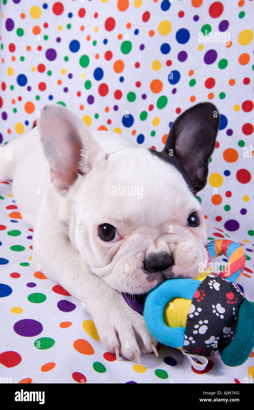 French Bulldog puppy on rainbow colored polka dotted background chewing ...