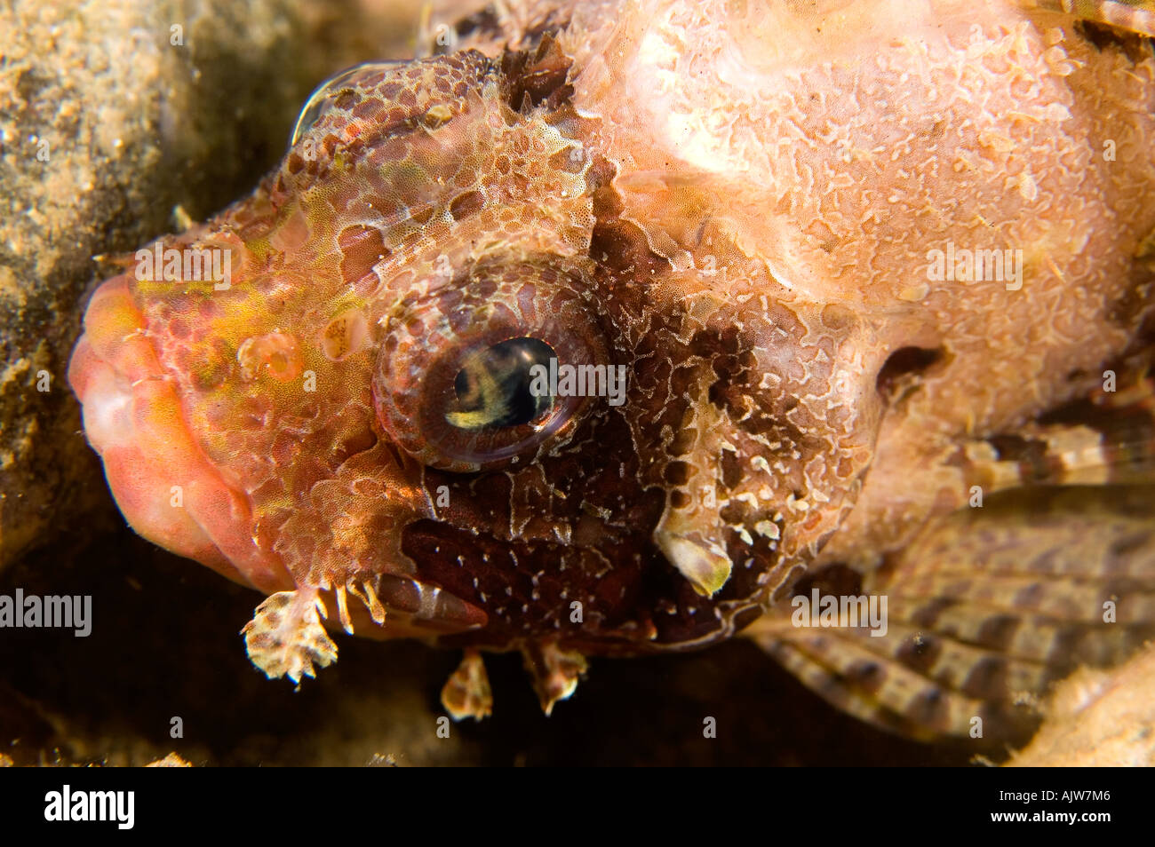 Shortfin Lionfish Portrait Dendrochirus brachypterus Basura divesite Anilao Philippines Pacific Ocean Stock Photo