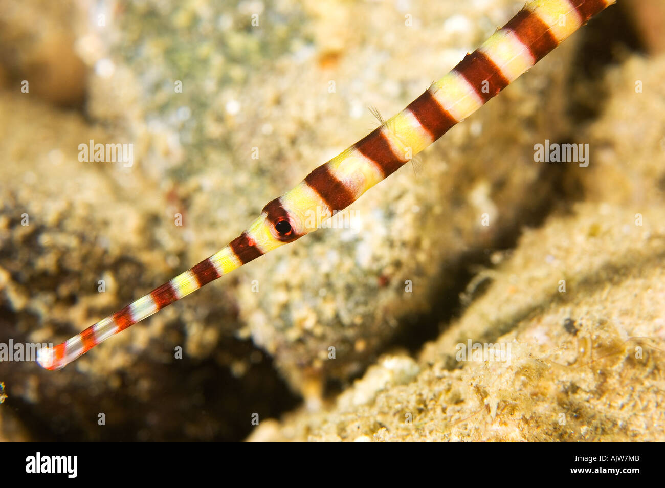 Banded pipefish Doryramphus multiannulatus Basura dive site Anilao Batangas Philippines Pacific Ocean Stock Photo