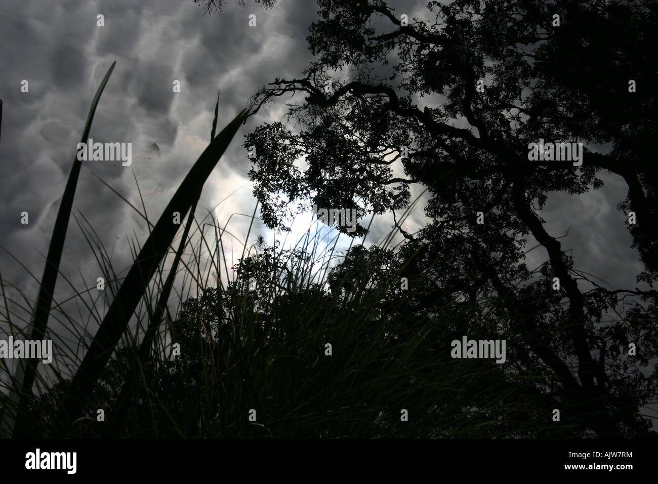 Reflection of Vegetation in Mirror Lakes, New Zealand Stock Photo - Alamy