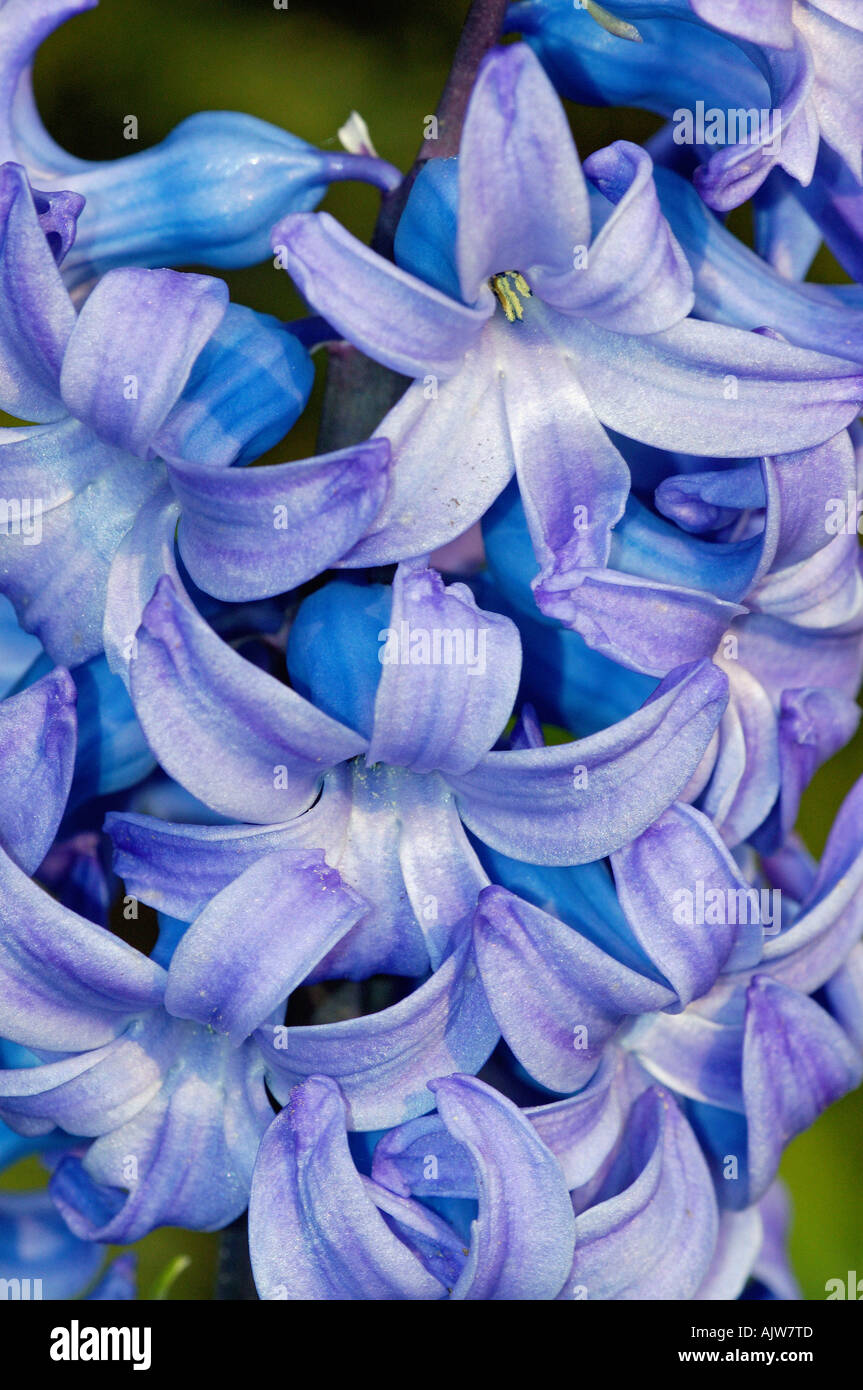 Hyacinth  Stock Photo