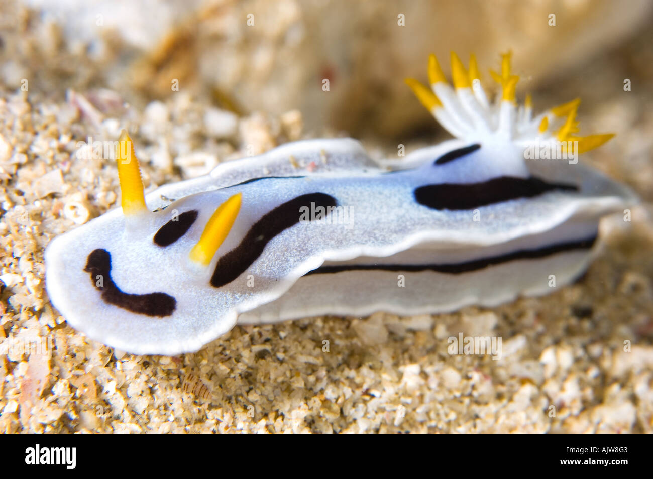 Chromodoris dianae nudibranch Anilao Batangas Philippines Pacific Ocean Stock Photo