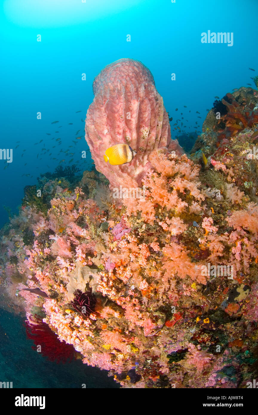 Giant barrel sponge Xestospongia sp and schooling anthias Pseudanthias sp with Blacklip butterflyfish Chaetodon kleinii Anilao Stock Photo