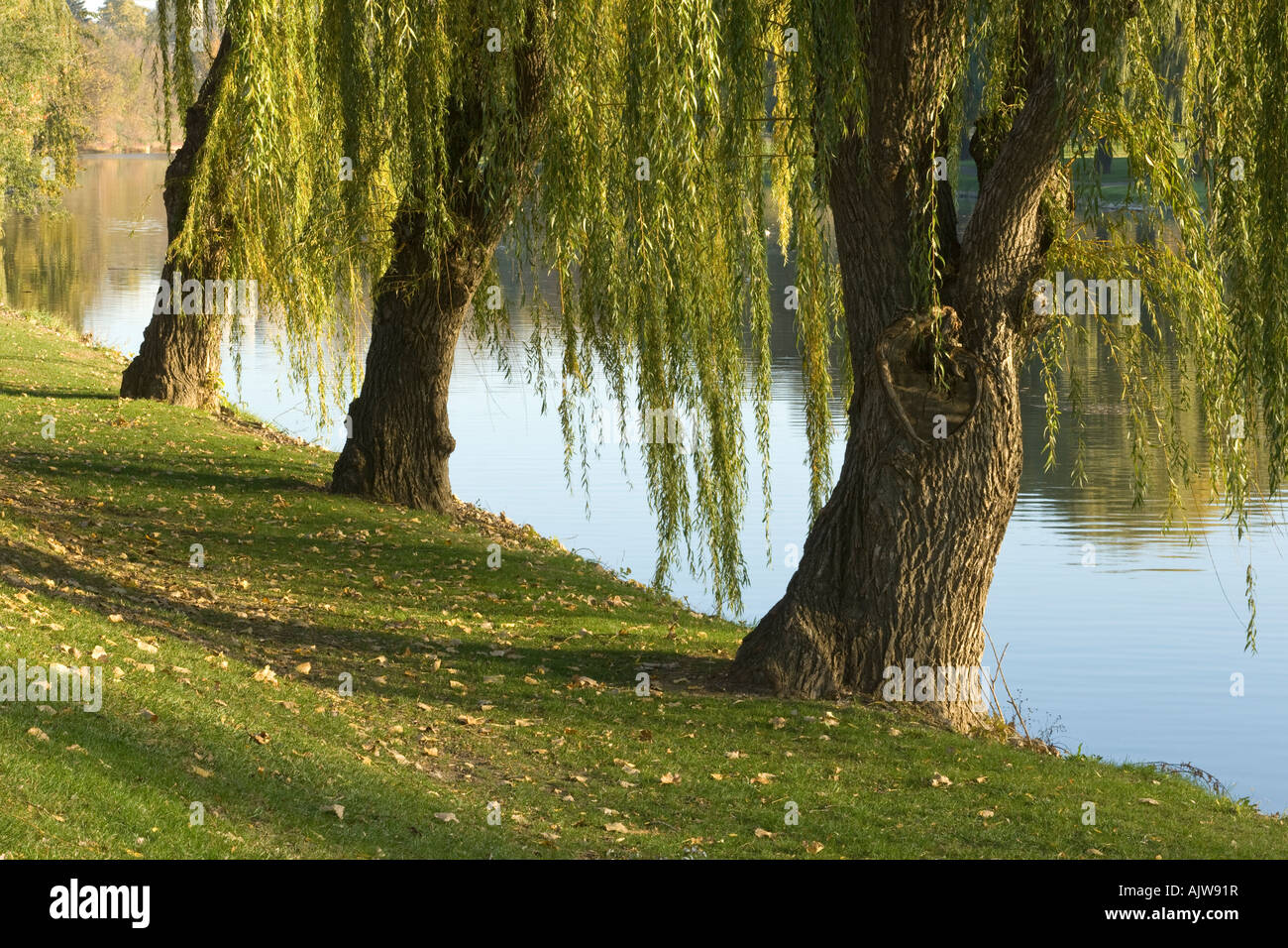 Weeping Willow trees along the Cass River in Frankenmuth Michigan USA