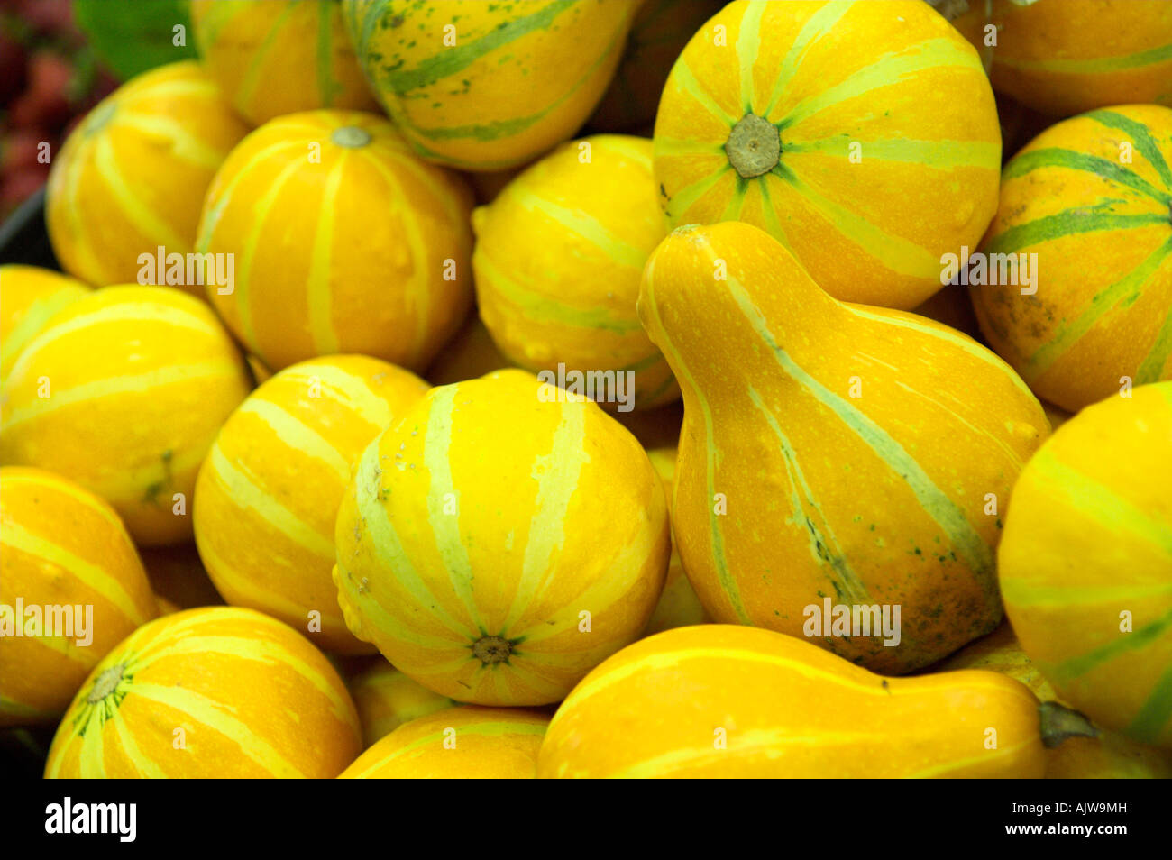 Yellow squash vegetables closeup Stock Photo