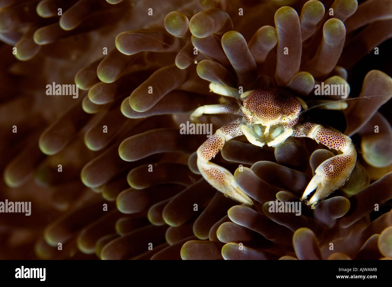 Porcelain crab Neopetrolisthes oshimai or maculatus in Haddon s anemone Stichodactyla haddoni Puerto Galera Oriental Mindoro Stock Photo