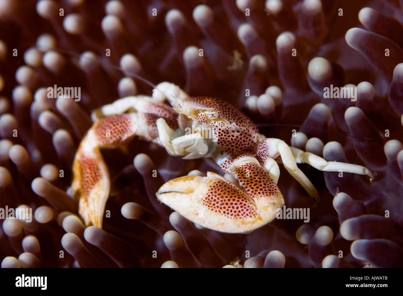 Porcelain crab Neopetrolisthes oshimai or maculatus in Haddon s anemone Stichodactyla haddoni Puerto Galera Oriental Mindoro Stock Photo