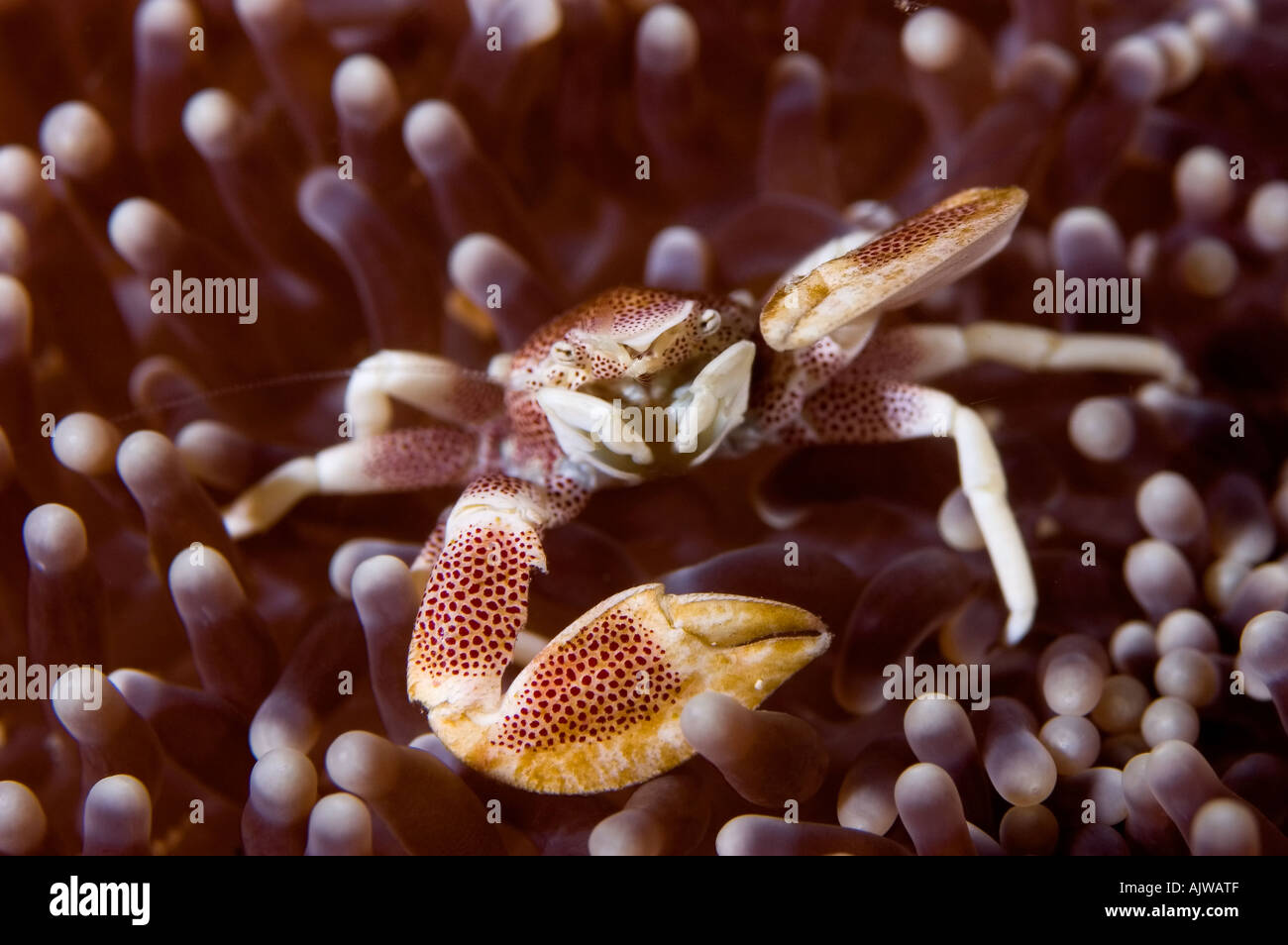 Porcelain crab Neopetrolisthes oshimai or maculatus in Haddon s anemone Stichodactyla haddoni Puerto Galera Oriental Mindoro Stock Photo