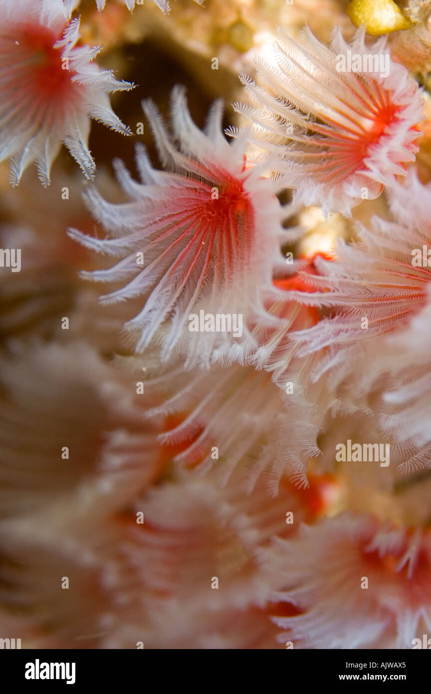 Polychaete worms Filogranella elatensis Puerto Galera Oriental Mindoro Philippines Pacific Ocean Stock Photo