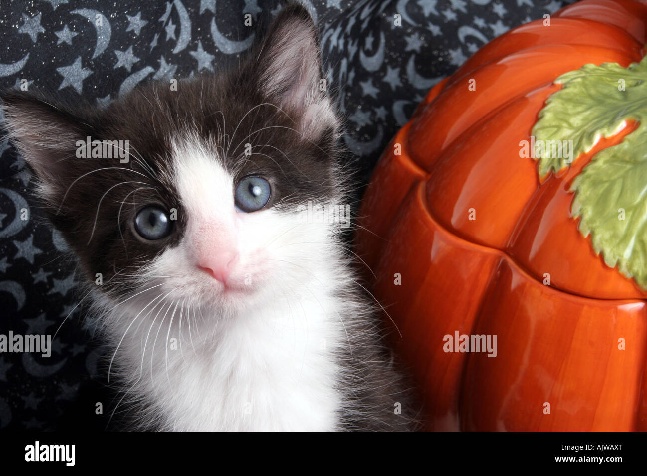 Black and White Kitten at Halloween with a Ceramic Pumpkin Decoration Stock Photo