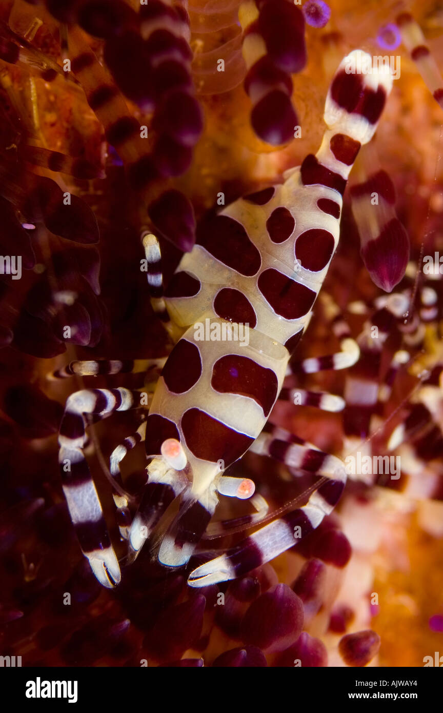 Coleman shrimp Periclimenes colemani on a fire urchin Stock Photo Alamy