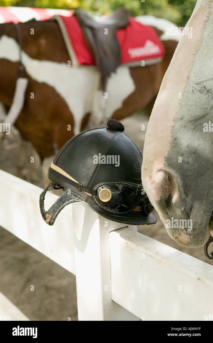 Horse and riding helmet Stock Photo Alamy