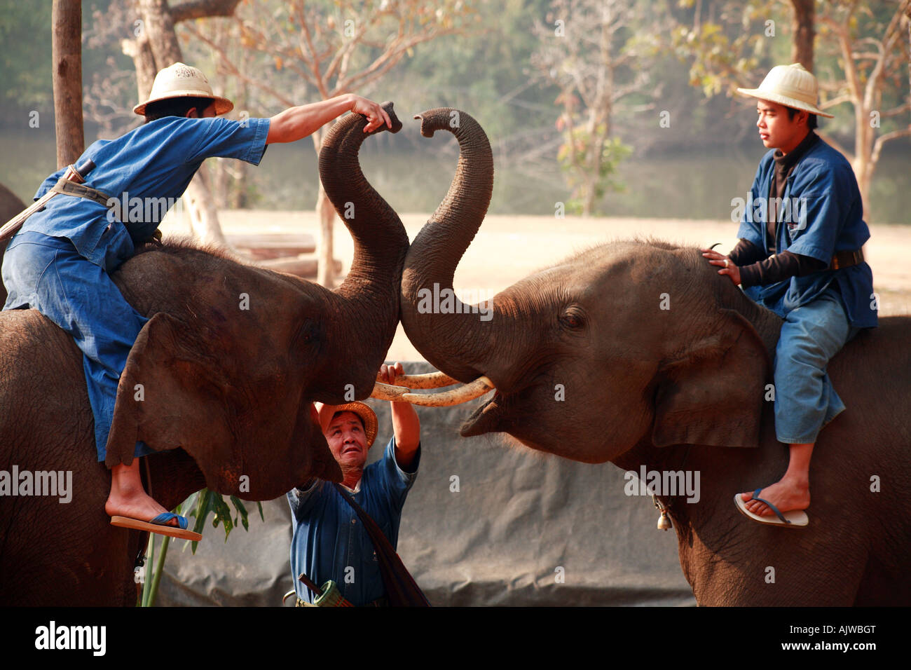 Training elephants at the Thai Elephant Conservation Centre Stock Photo