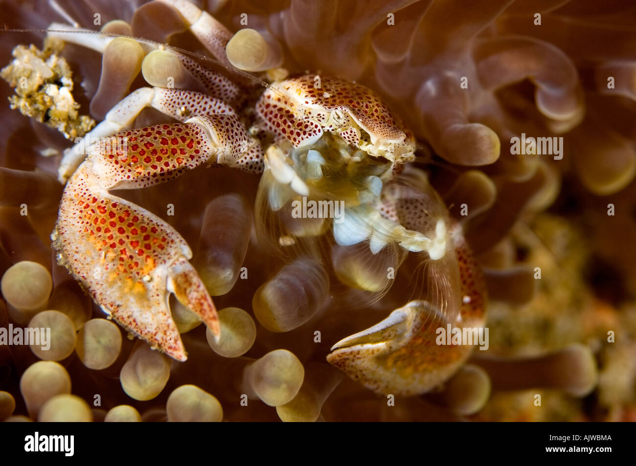 Porcelain crab Neopetrolisthes oshimai or maculatus in Haddon s anemone Stichodactyla haddoni Puerto Galera Oriental Mindoro Stock Photo