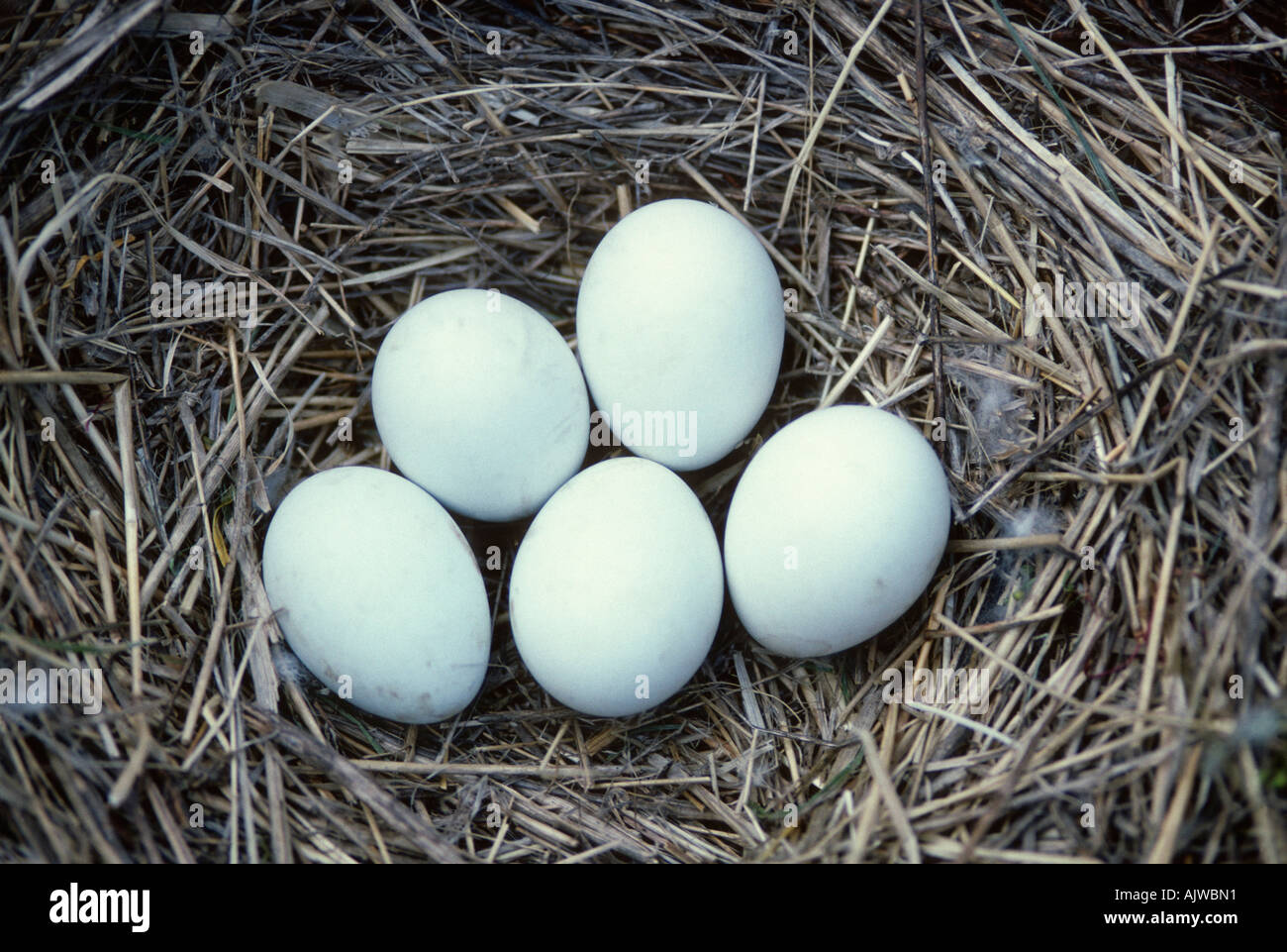 Ground nest of northern harrier, Circus cyaneus, with five eggs Stock Photo