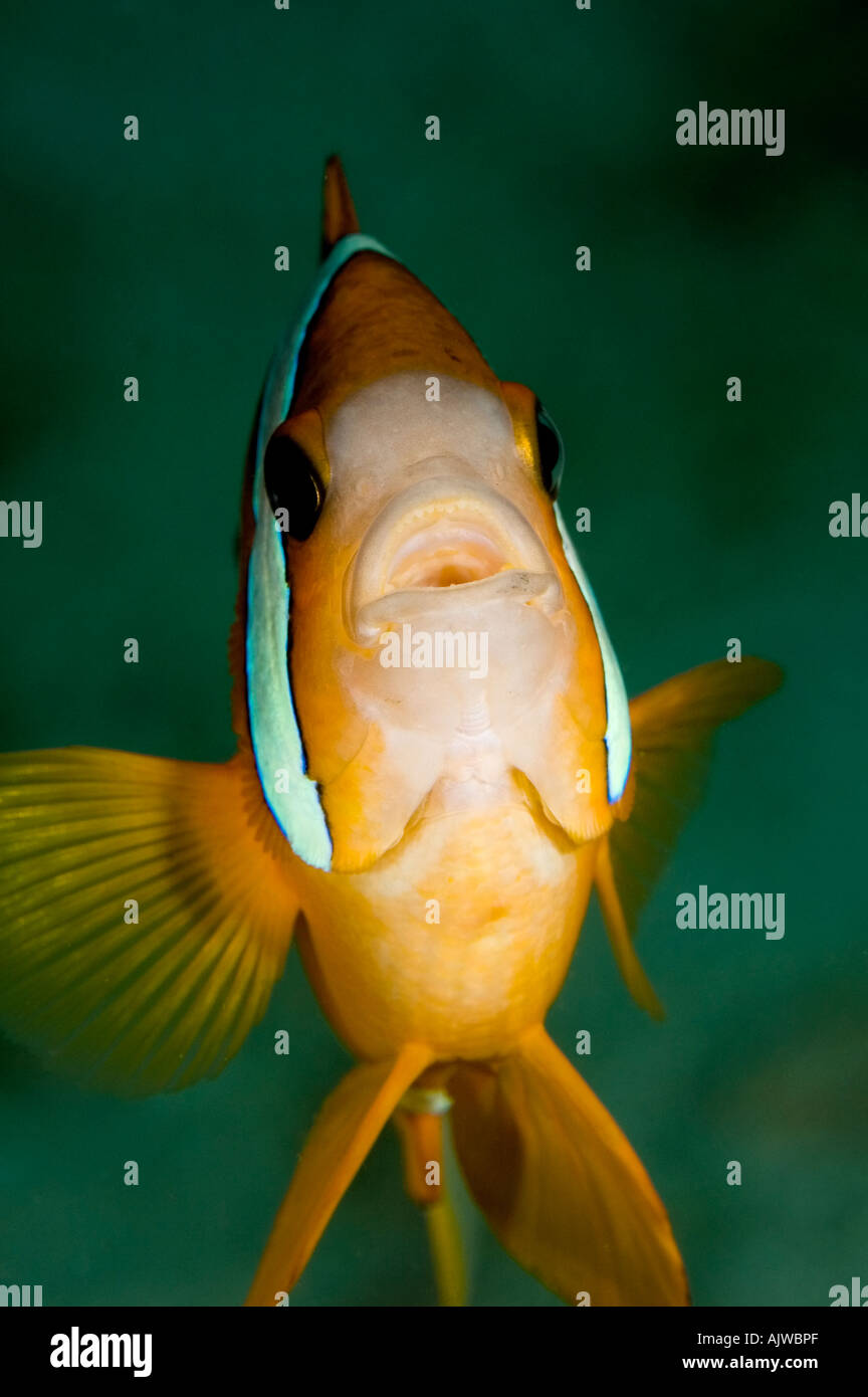 Juvenile Clarks Anemonefish Stock Photo