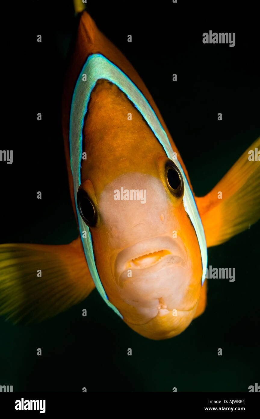 Juvenile Clarks Anemonefish Stock Photo
