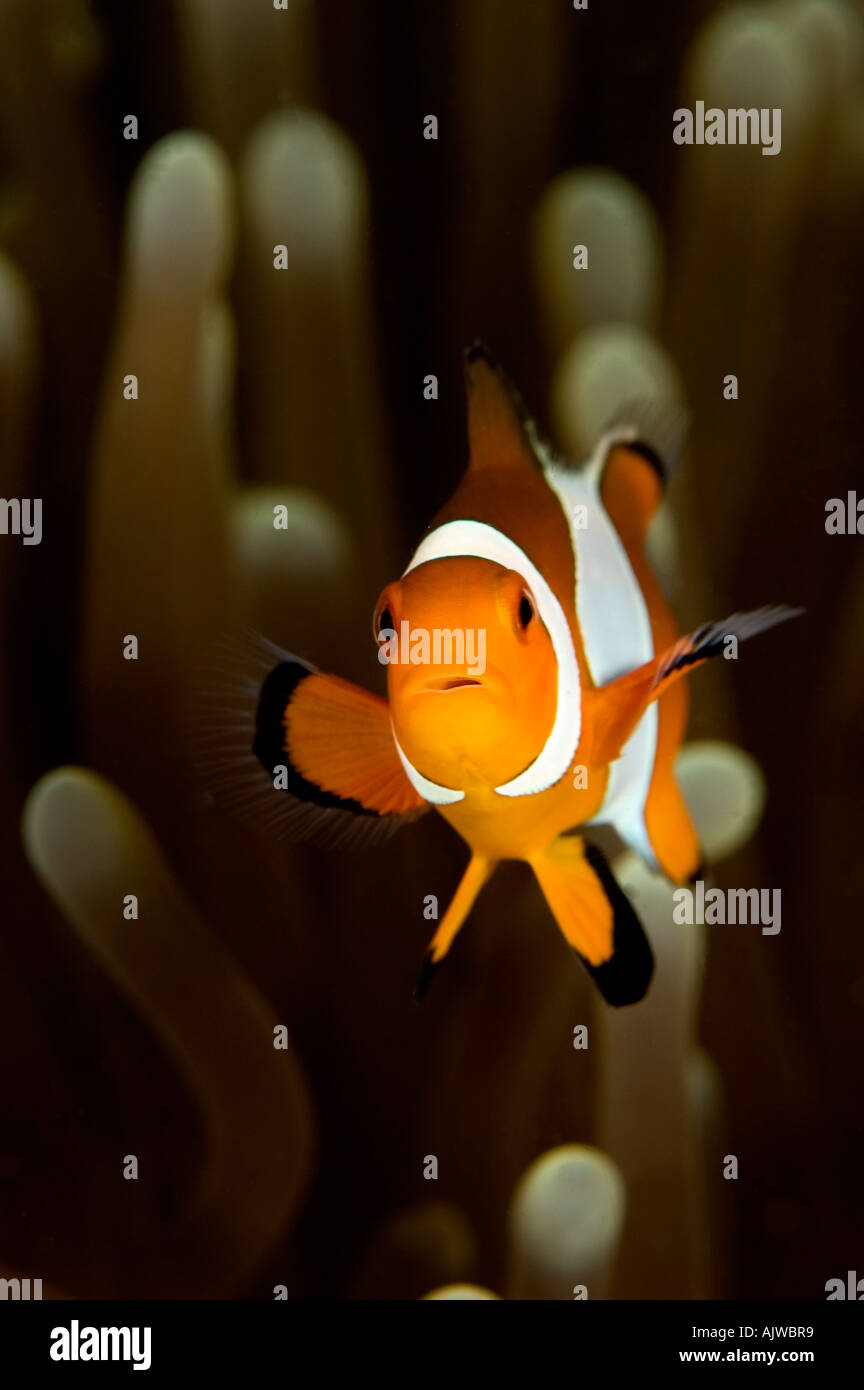 False clown anemonefish Stock Photo