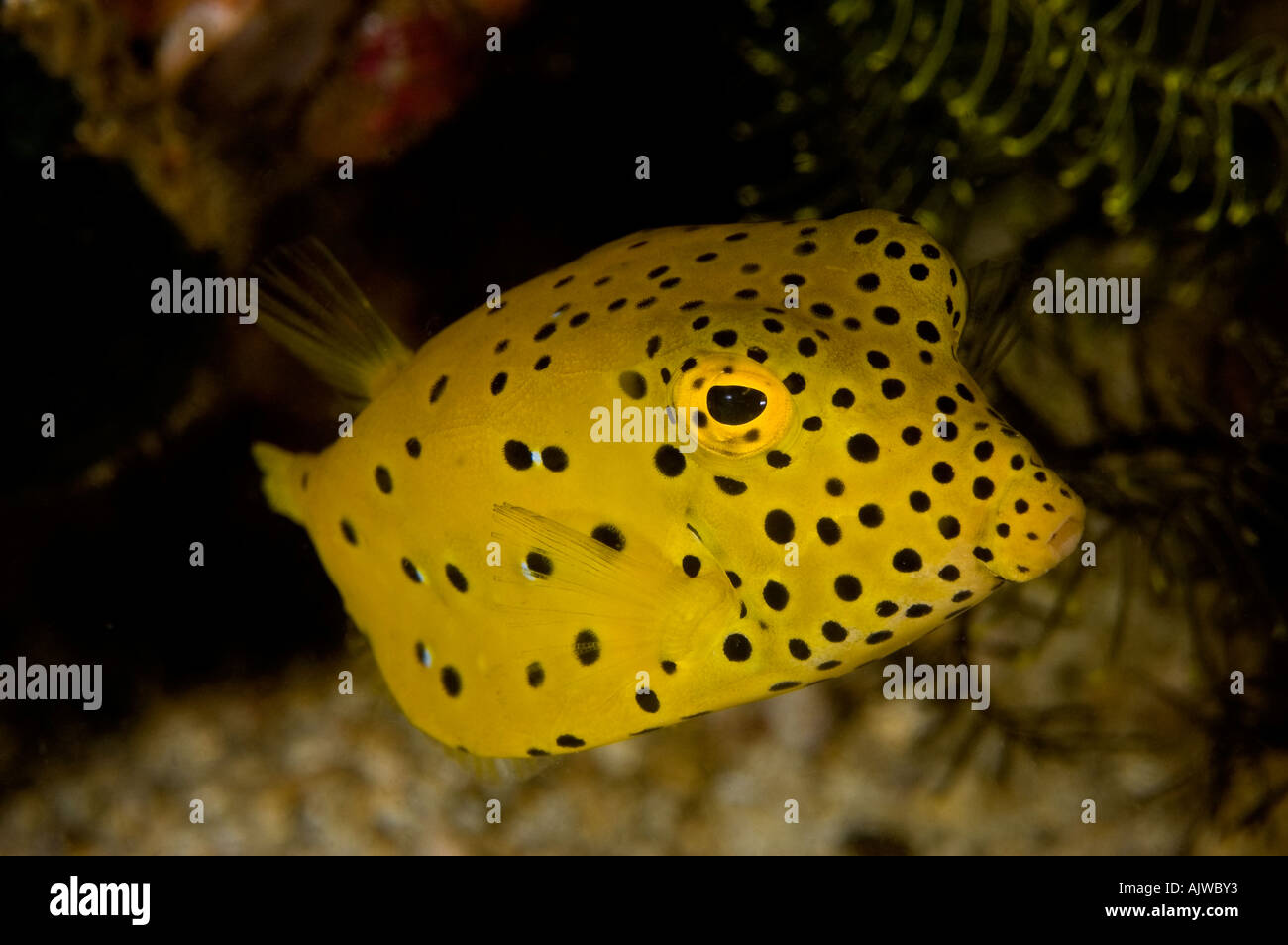 Juvenile Yellow Boxfish Ostracion cubicus Puerto Galera Oriental Mindoro Philippines Pacific Ocean Stock Photo