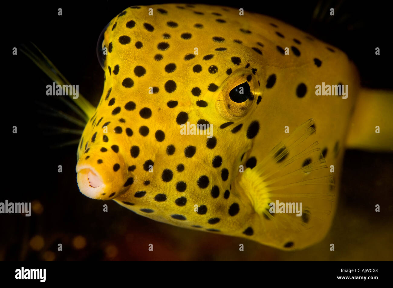 Juvenile Yellow Boxfish Ostracion cubicus Puerto Galera Oriental Mindoro Philippines Pacific Ocean Stock Photo