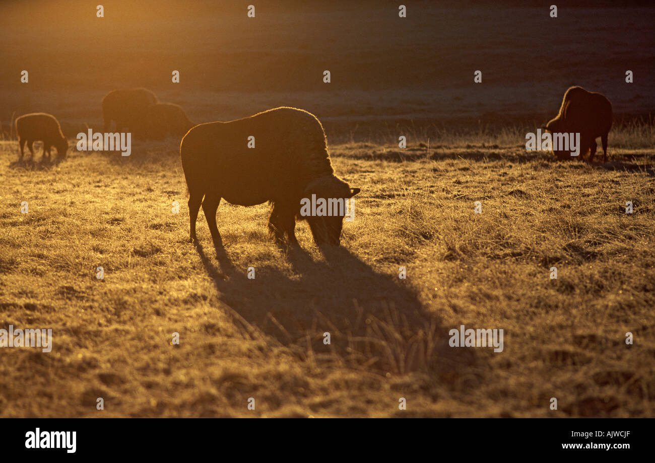 Herd of American bison grazing with golden late afternoon sun, National Bison Range, Montana Stock Photo