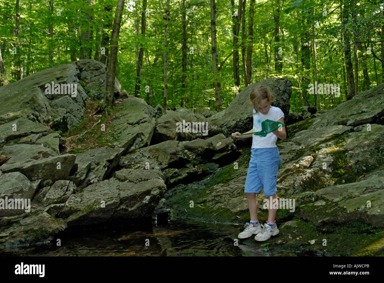 Young girl looking in net for aquatic animals at a stream in the woods Stock Photo