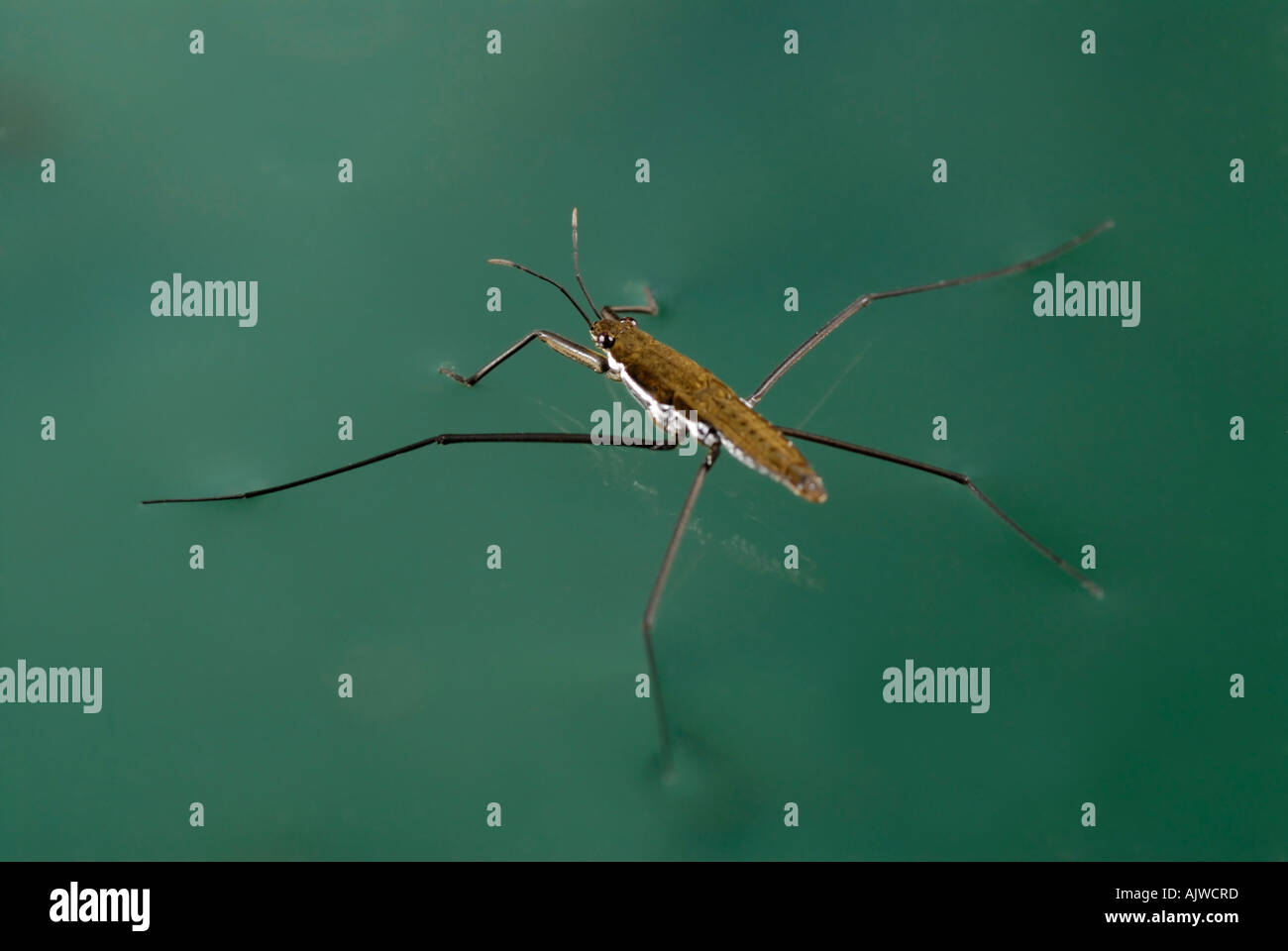 Water strider, Gerris remigis, using surface tension to walk on water Stock Photo