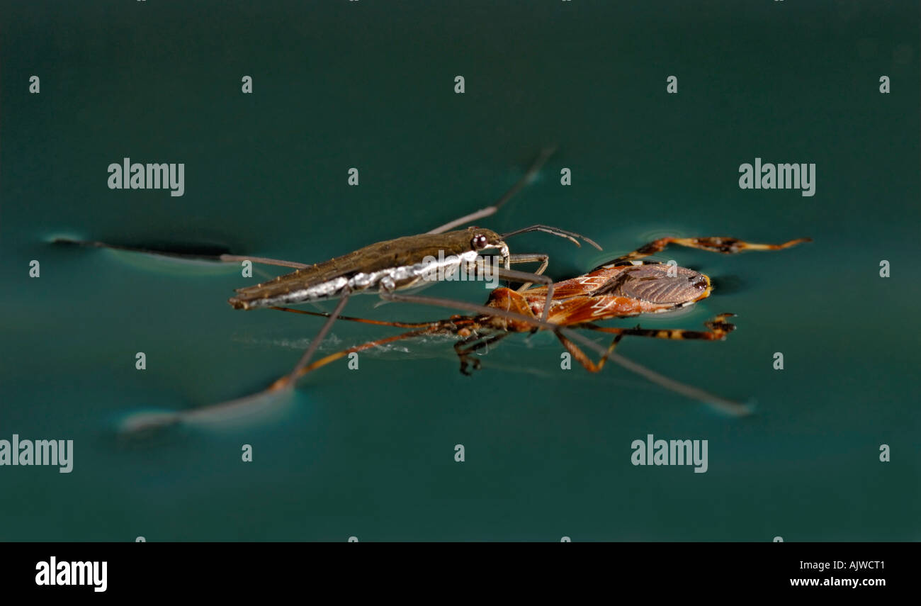 Water strider, Gerris remigis, feeding with its extended sucking mouth on insect prey Stock Photo