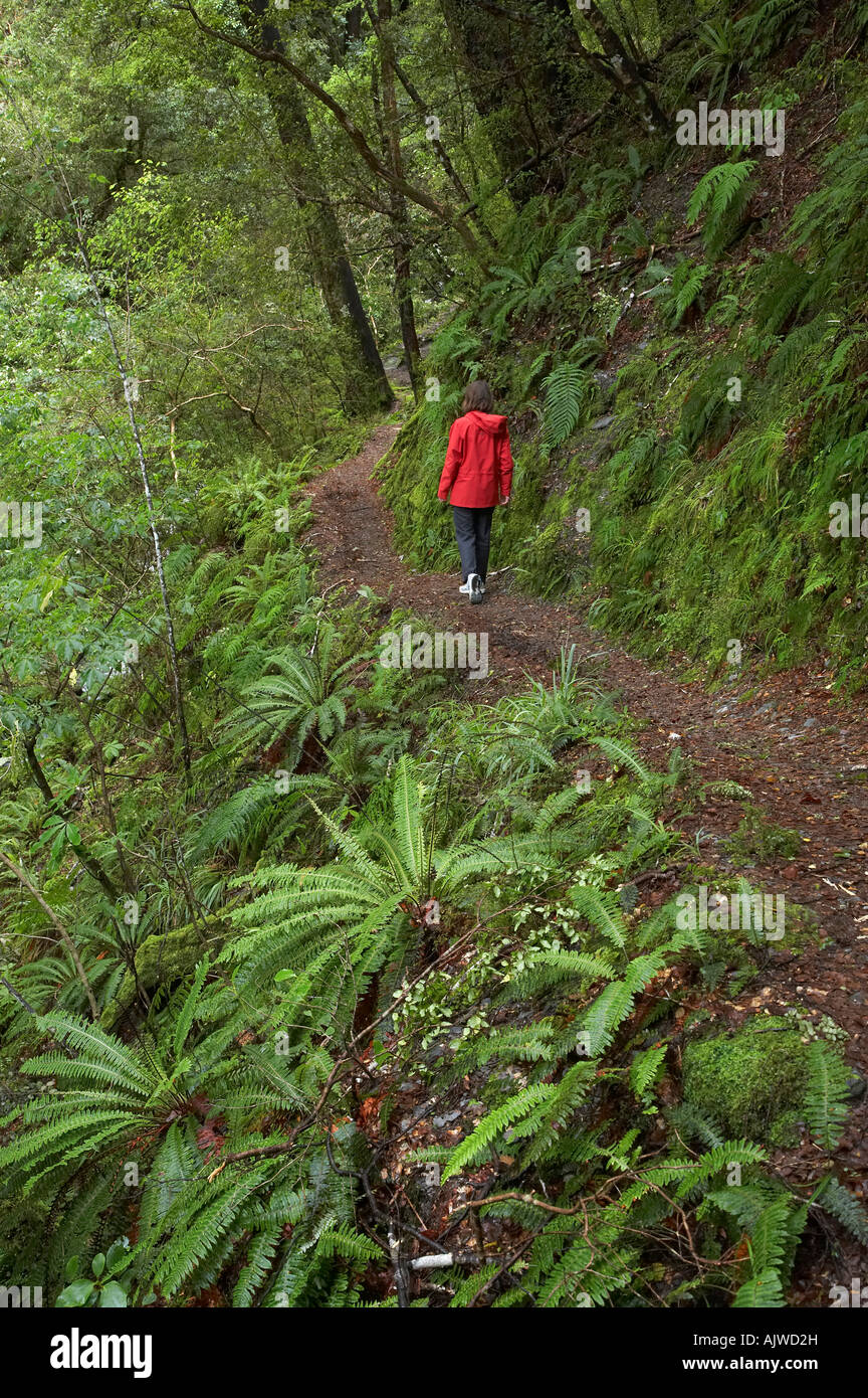 Waterfall Walk Track near Springs Junction Lewis Pass Road West Coast