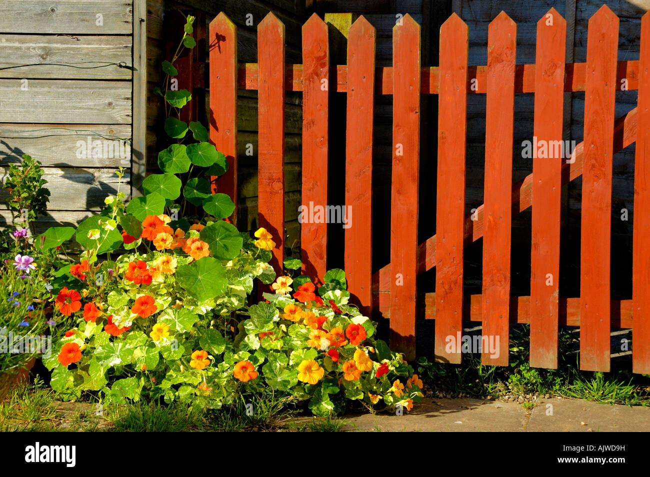 Nasturtiums and picket fence Stock Photo Alamy