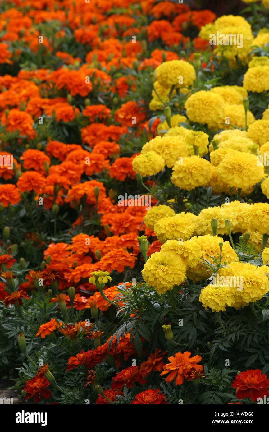 Formal garden bed hi-res stock photography and images - Alamy