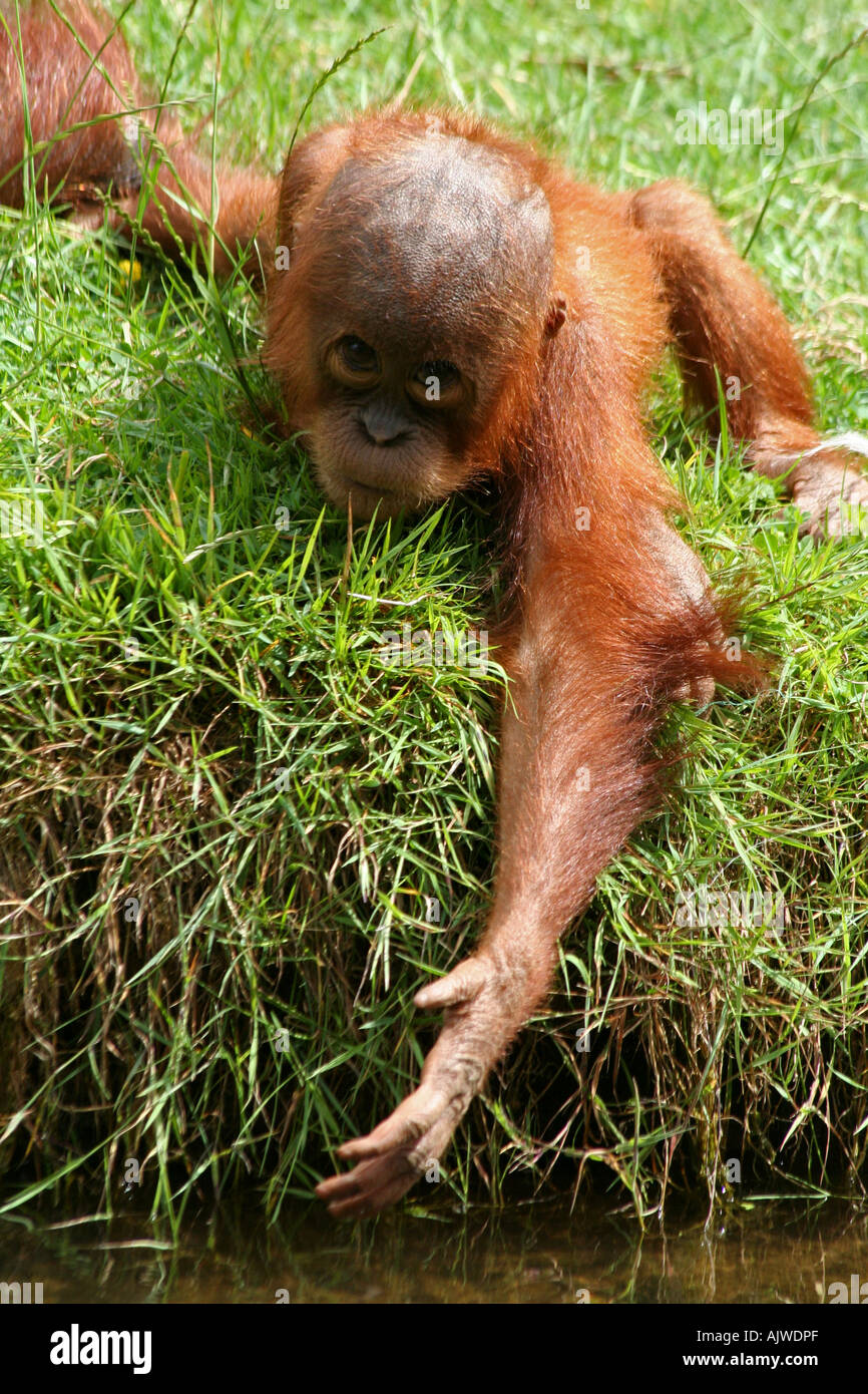 Baby sumatran Orangutan Stock Photo