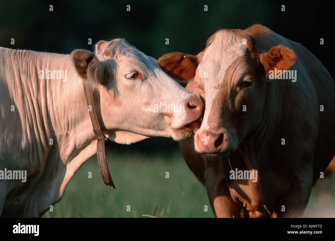 Cow Affection Affectionate cows hi-res stock photography and images - Alamy
