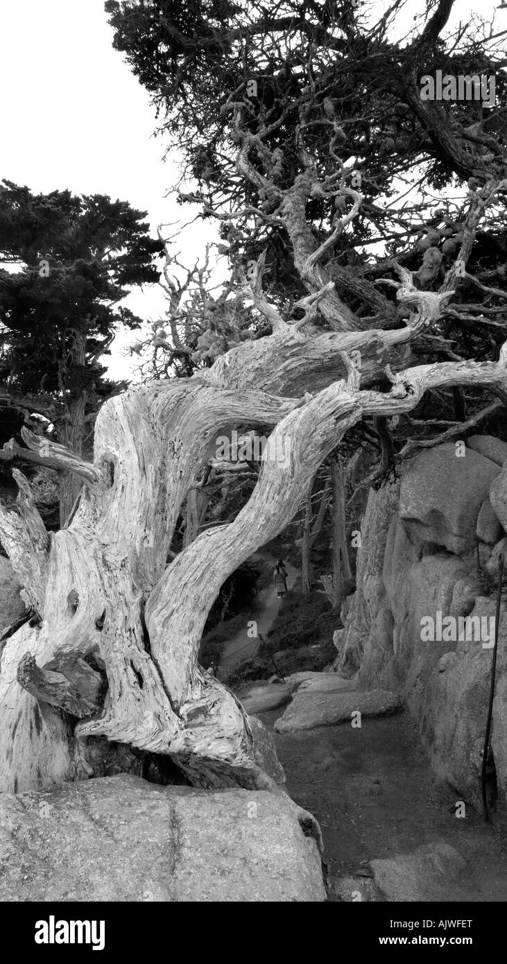 Momterey Pine tree at Point Lobus California USA Stock Photo