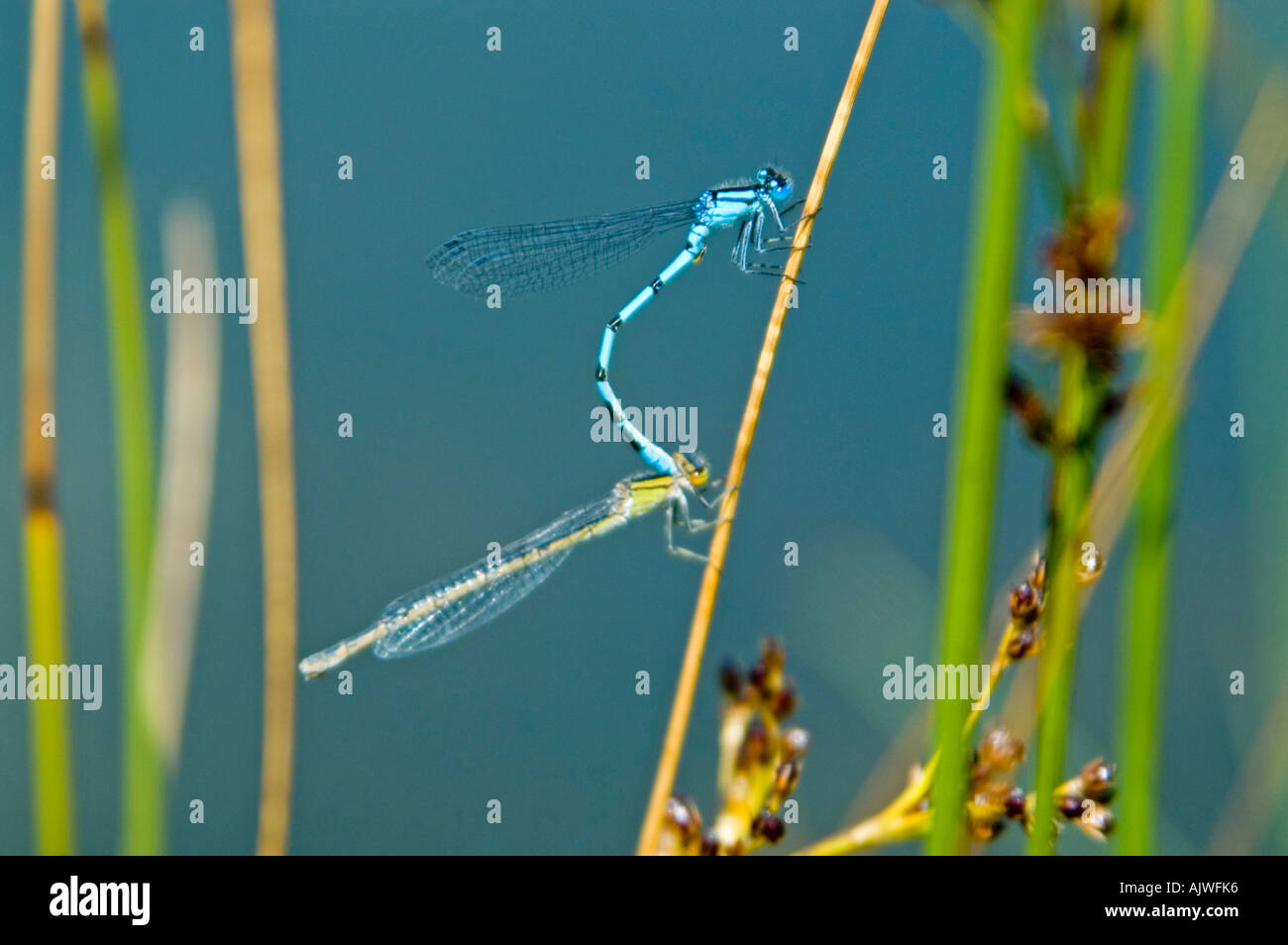 Horizontal macro close up of adult common damselflies (Suborder ...