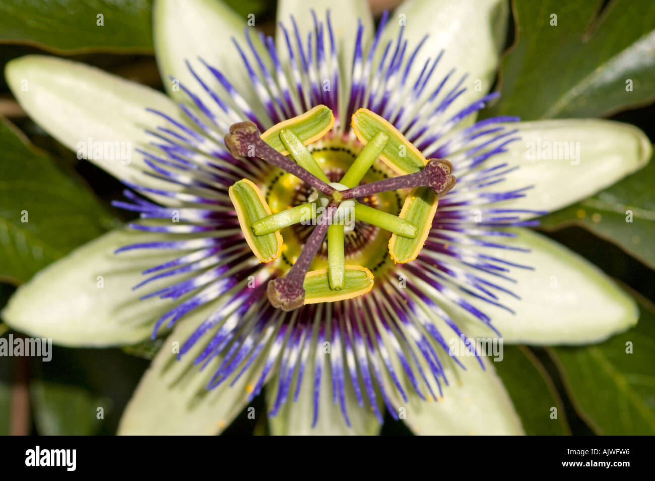 Blue Crown Passion Flower High Resolution Stock Photography And Images Alamy